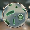 Allergie aux microbes