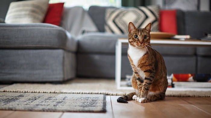 Heeft de kat overgegeven? Zo kun je kots opruimen