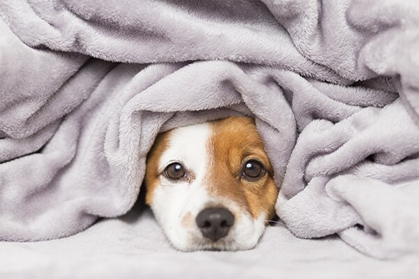 Comment enlever les poils de chien sur un tapis